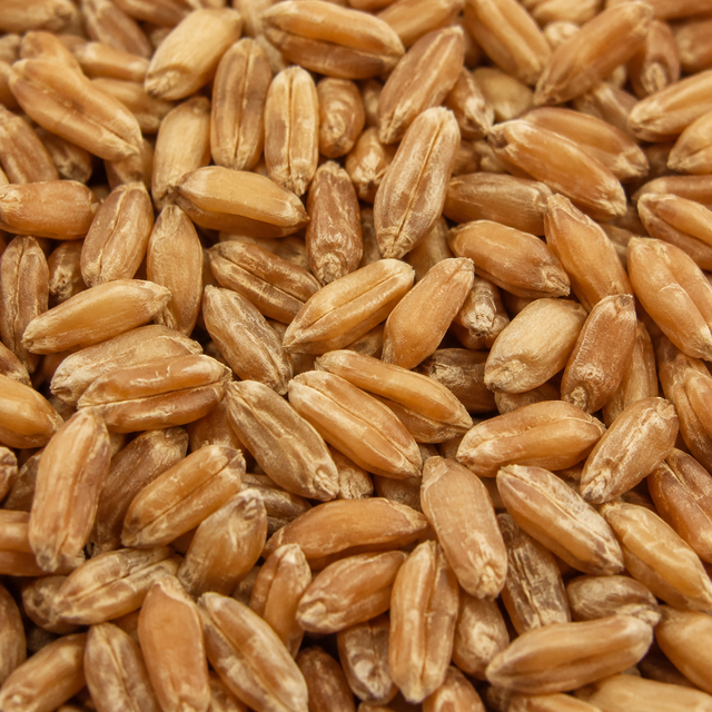Organic Spelt Grain — extreme macro hero