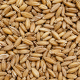 Organic spelt grain extreme close-up