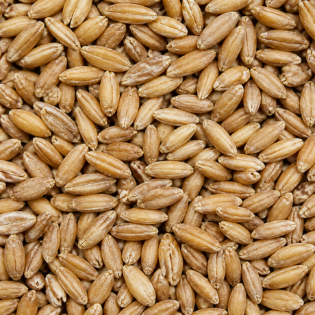 Organic spelt grain extreme close-up