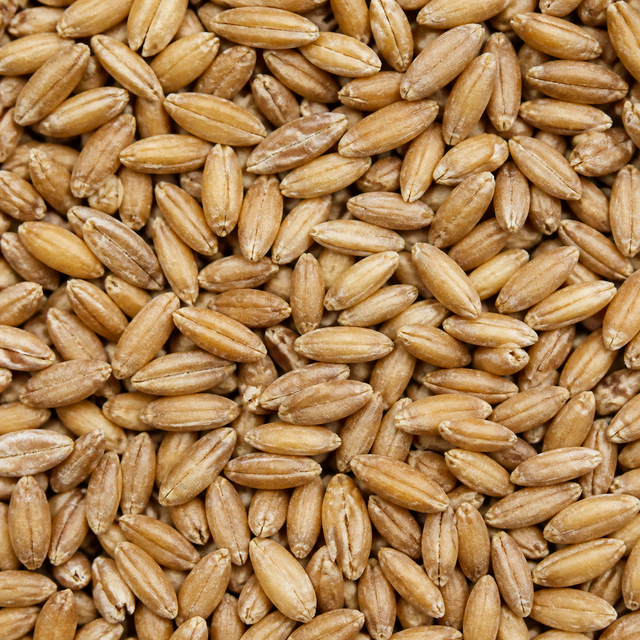 Organic spelt grain extreme close-up