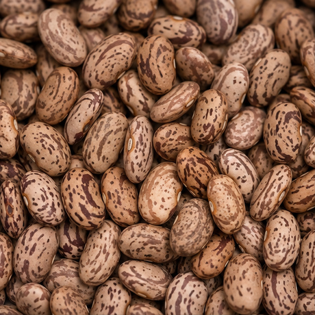 Organic pinto beans extreme close-up