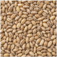 Organic pot barley extreme close-up