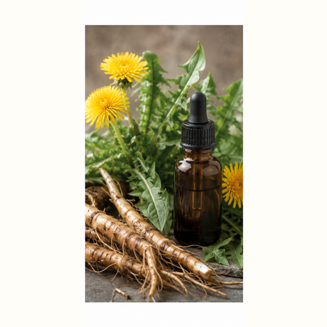 Dandelion roots leaves and flowers with drops