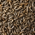 Organic rye grain close-up