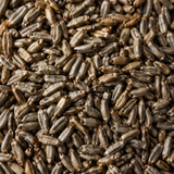 Organic rye grain close-up