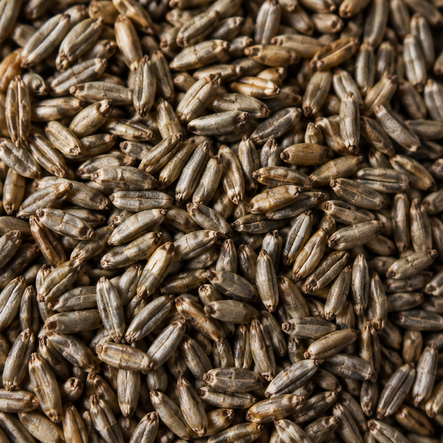 Organic rye grain close-up