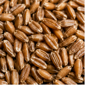 Organic spelt grain extreme close-up