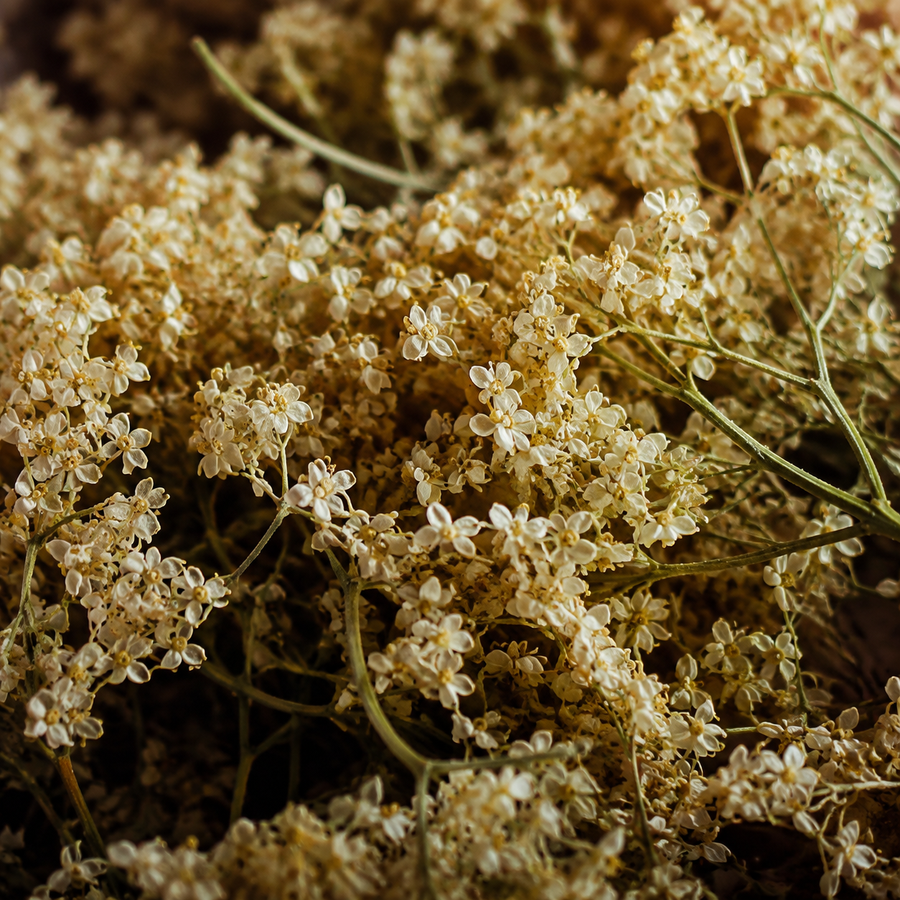 Pure Elderflowers — extreme macro hero
