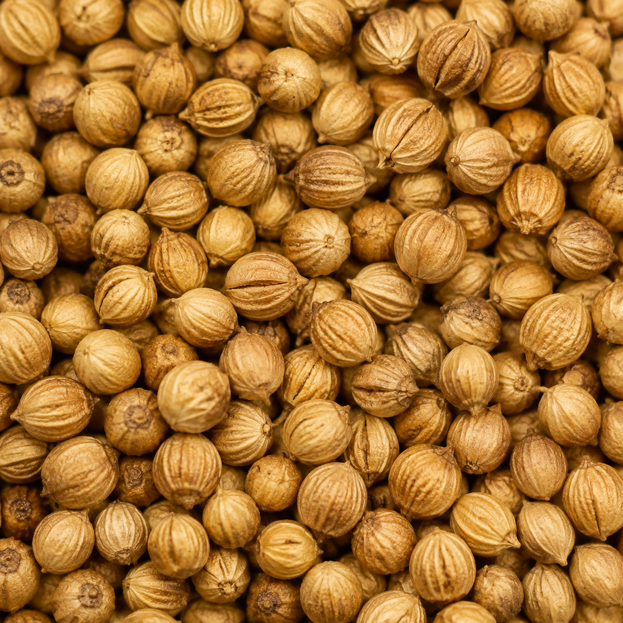 Organic coriander seeds macro